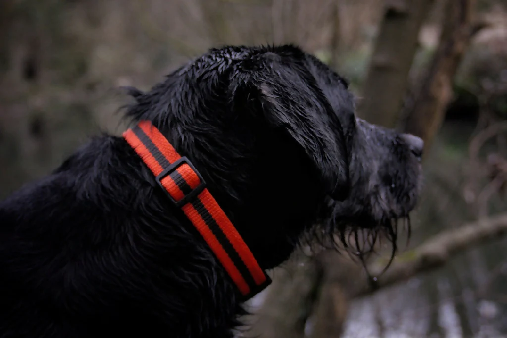 Dog Collar In Orange And Brown Stripe - 4 sizes - Image 3