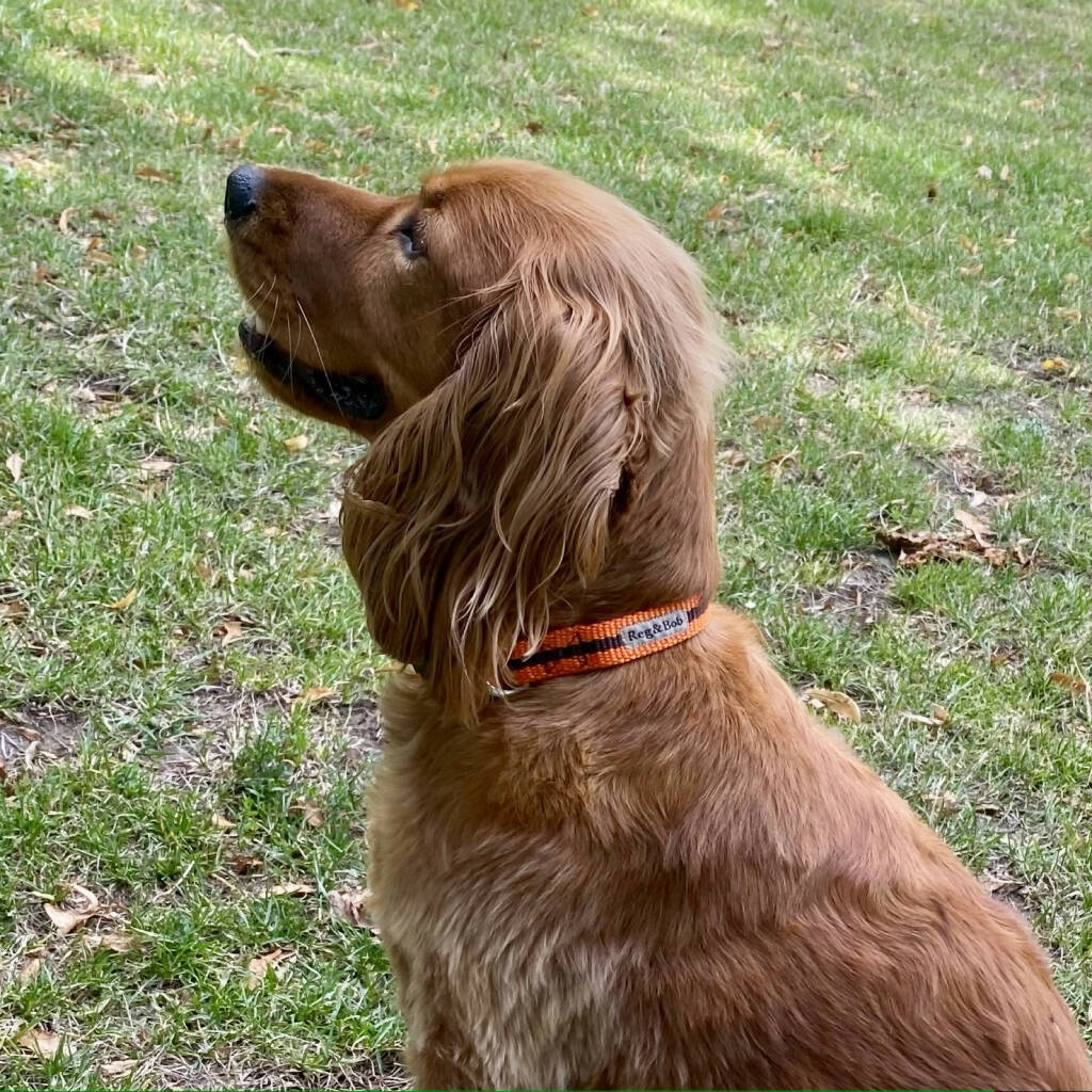 Dog Collar In Orange And Brown Stripe - 4 sizes - Image 5