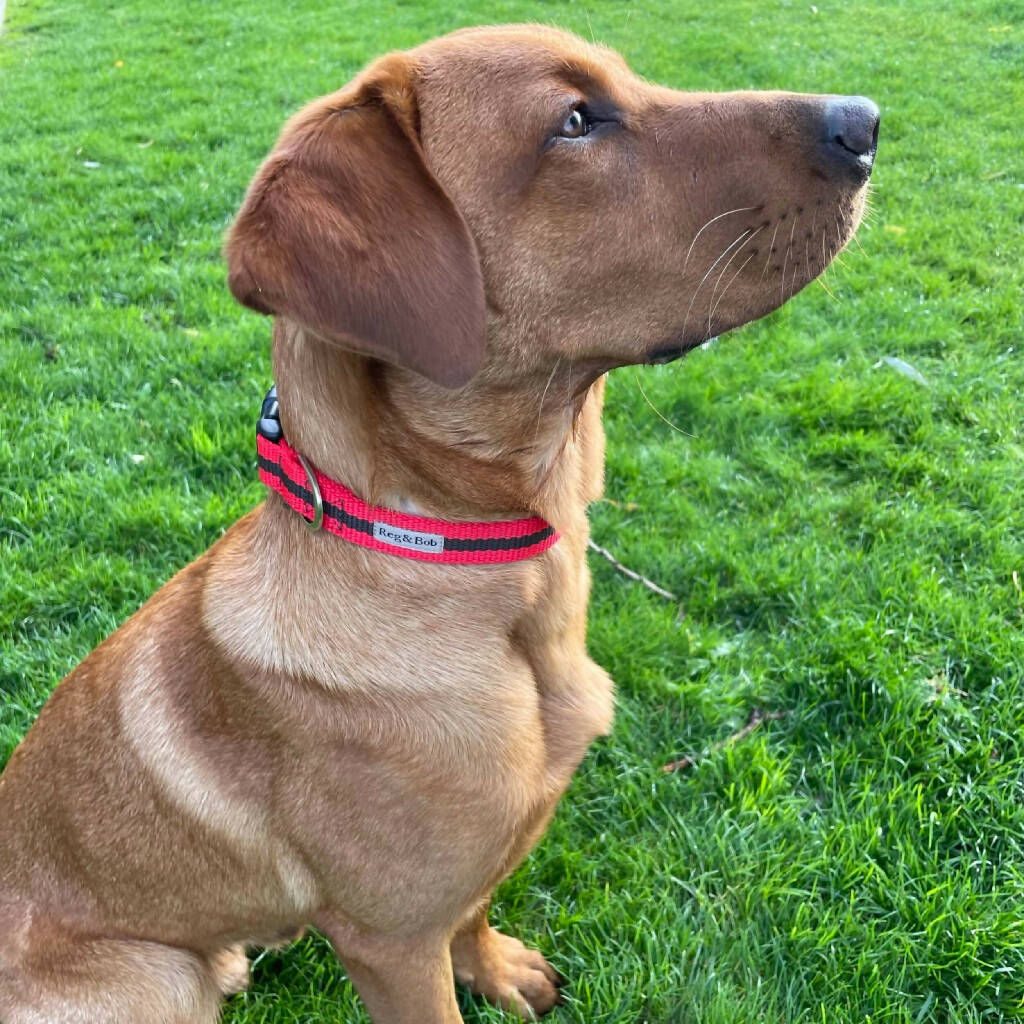Dog Collar In Red And Brown Stripe - 4 sizes - Image 3