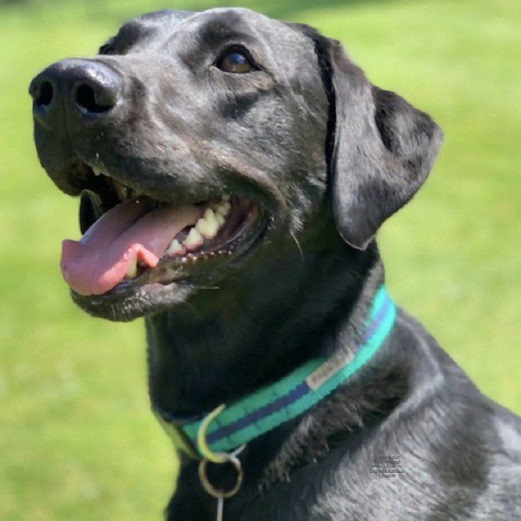 Dog Collar In Teal And Navy Stripe - 4 sizes - Image 3