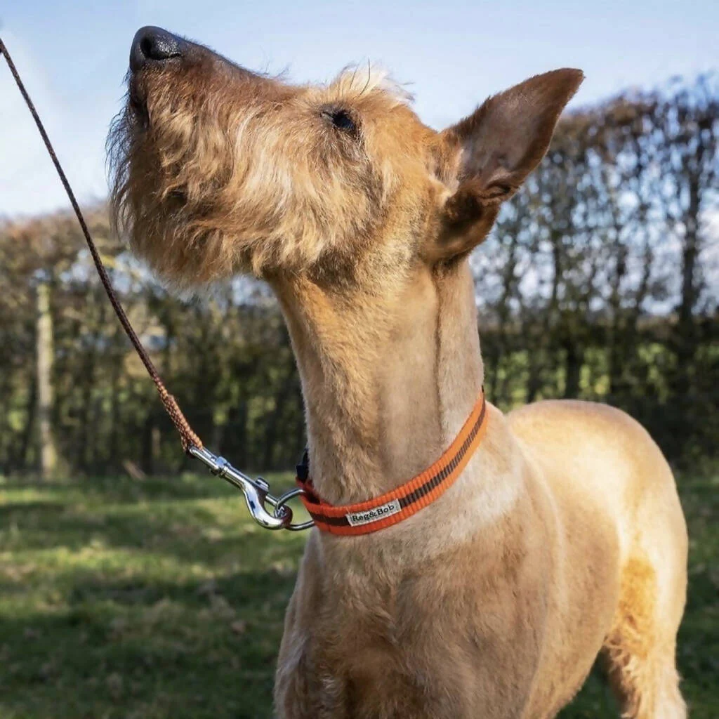 Dog Collar & Lead SET in Orange And Brown Stripe - 4 sizes - Image 2