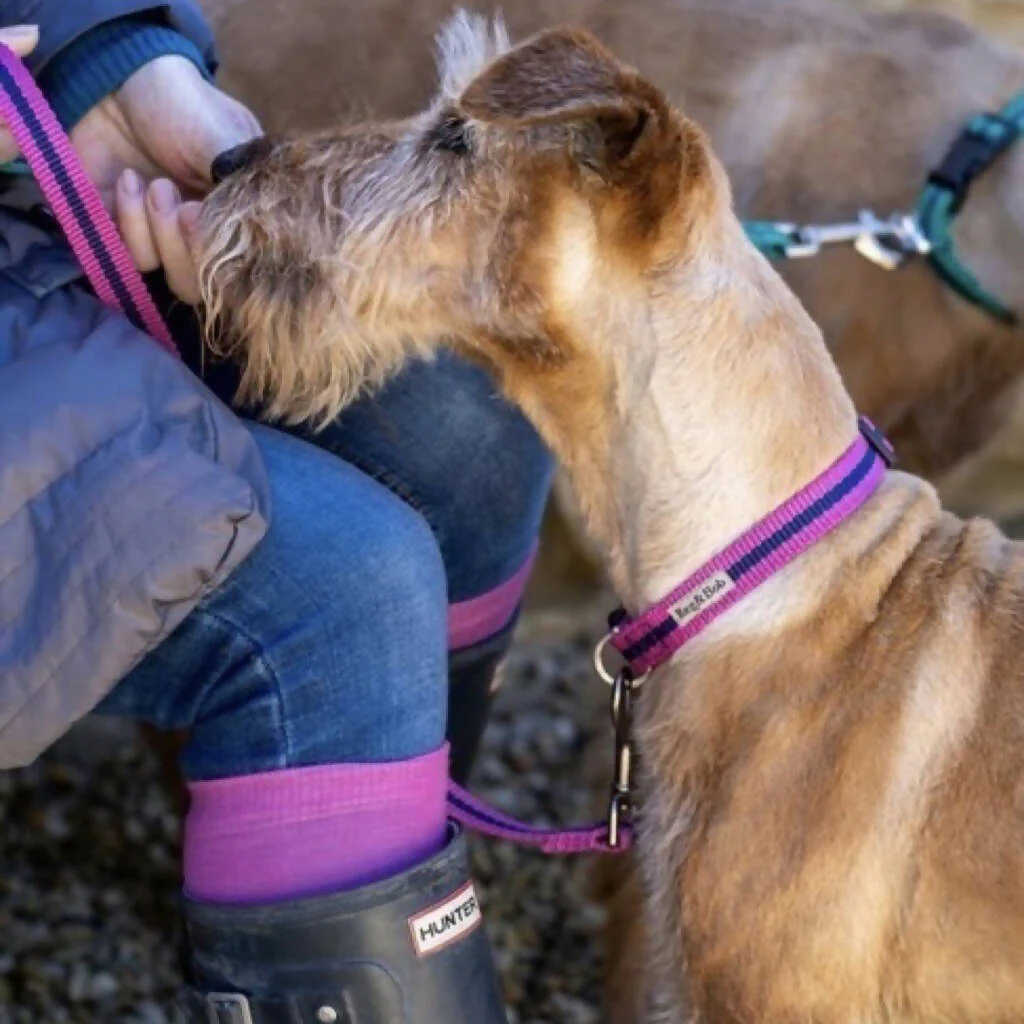 Dog Collar & Lead SET in Pink And Navy Stripe - 4 sizes - Image 2