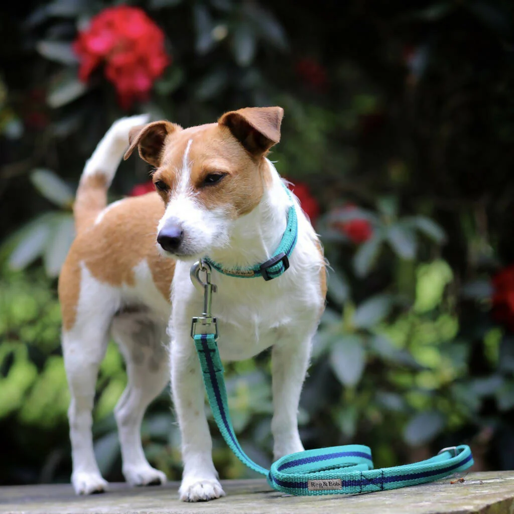 Dog Collar & Lead SET in Teal And Navy Stripe - 4 sizes - Image 2