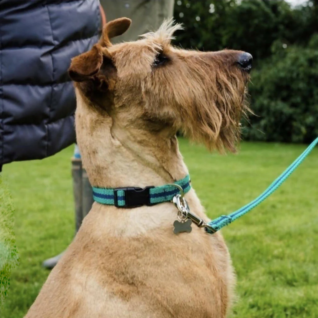 Dog Collar & Lead SET in Teal And Navy Stripe - 4 sizes - Image 4