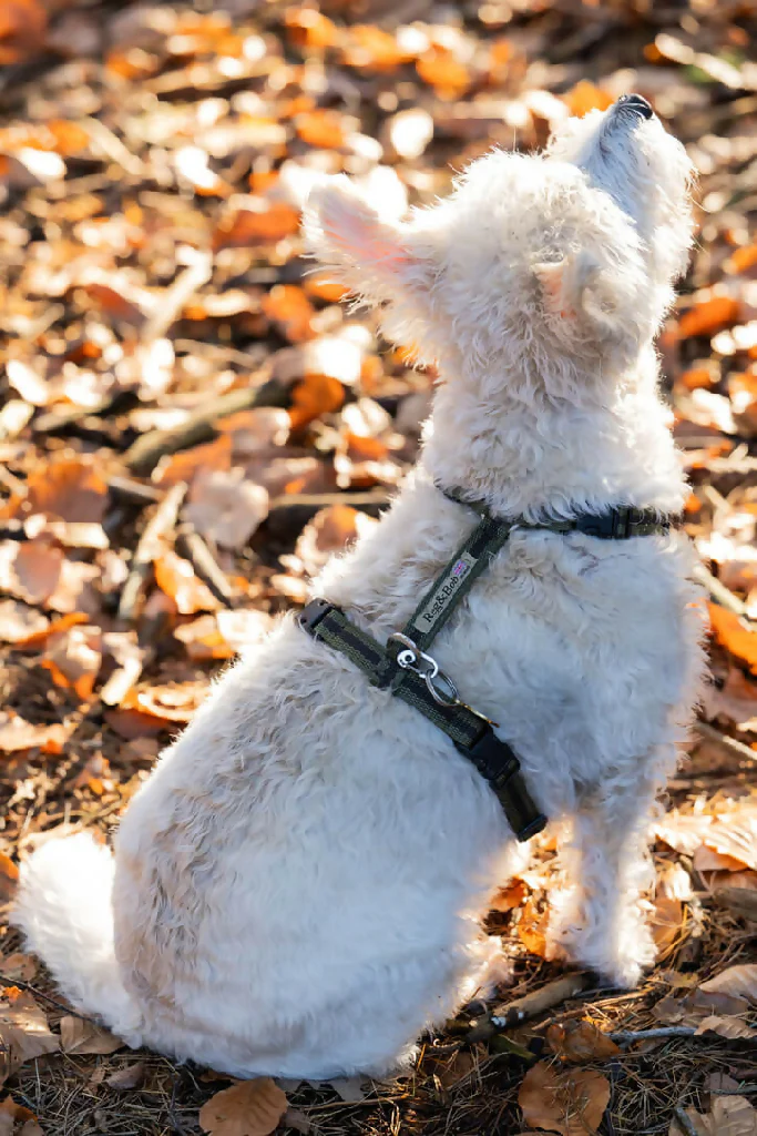 Dog Harness in Khaki and Brown stripe - sizes - SMALL - S/M - M/L