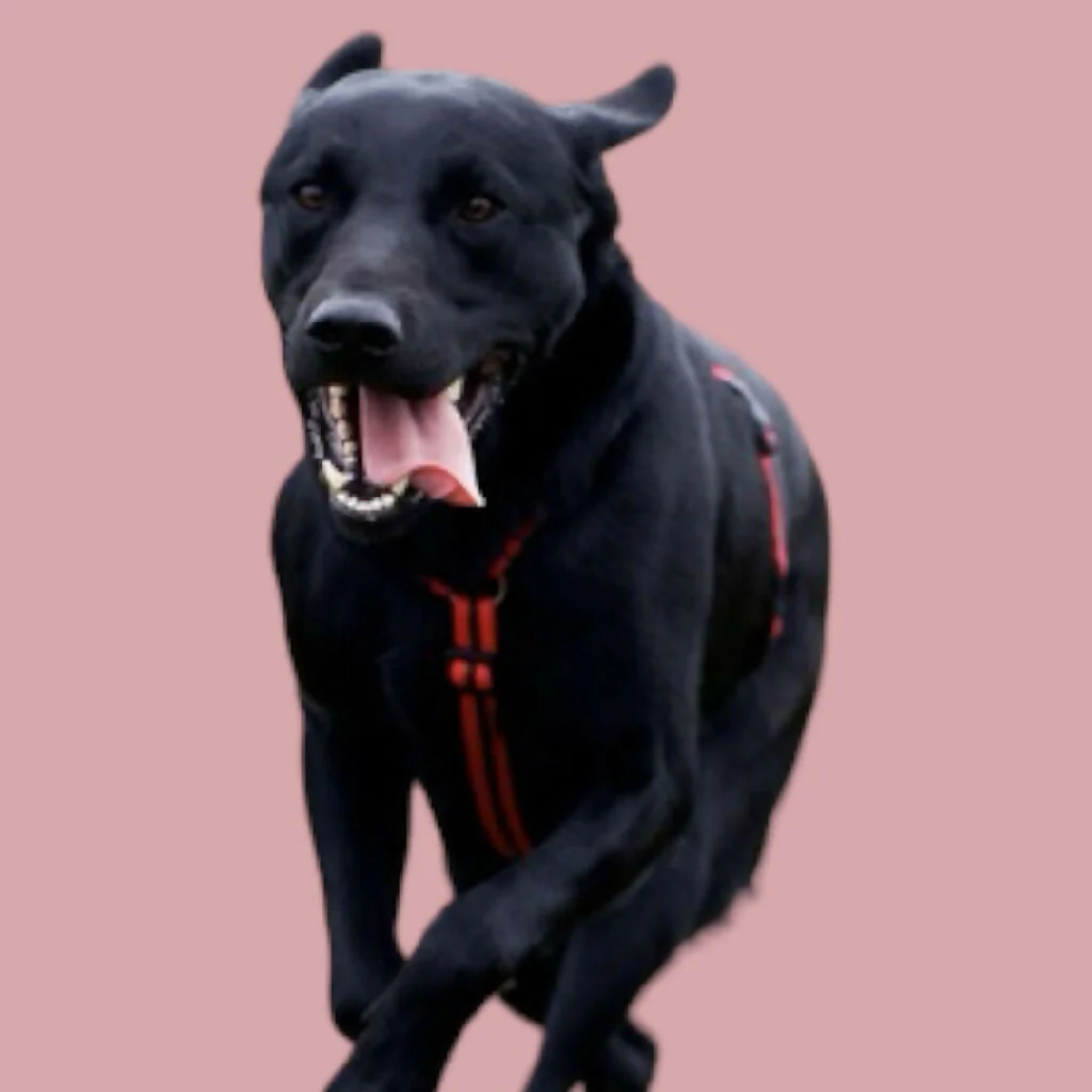 Dog Harness In Red and Brown Stripe - sizes - SMALL - S/M - M/L - Image 10