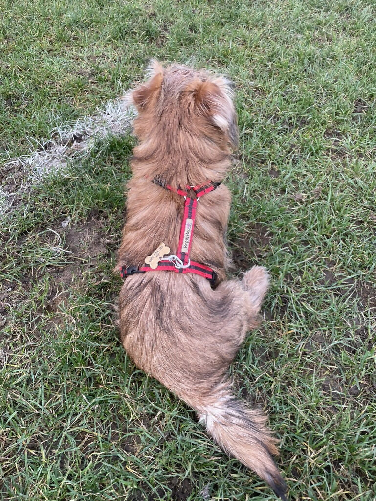 Dog Harness In Red and Brown Stripe - sizes - SMALL - S/M - M/L - Image 11