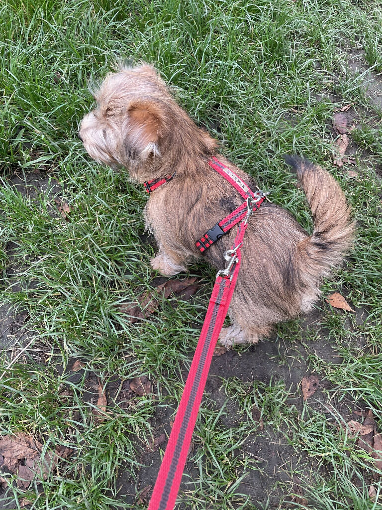 Dog Harness In Red and Brown Stripe - sizes - SMALL - S/M - M/L - Image 13