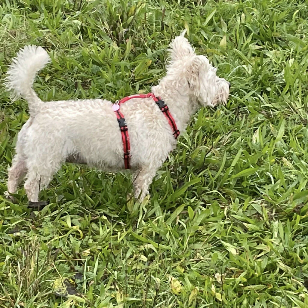 Dog Harness In Red and Brown Stripe - sizes - SMALL - S/M - M/L - Image 3