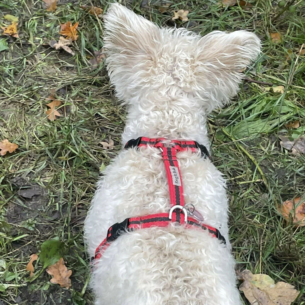 Dog Harness In Red and Brown Stripe - sizes - SMALL - S/M - M/L - Image 6
