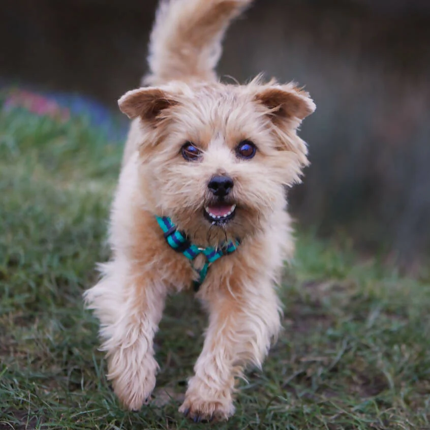 Dog Harness In Teal And Navy Stripe - sizes - SMALL - S/M - M/L