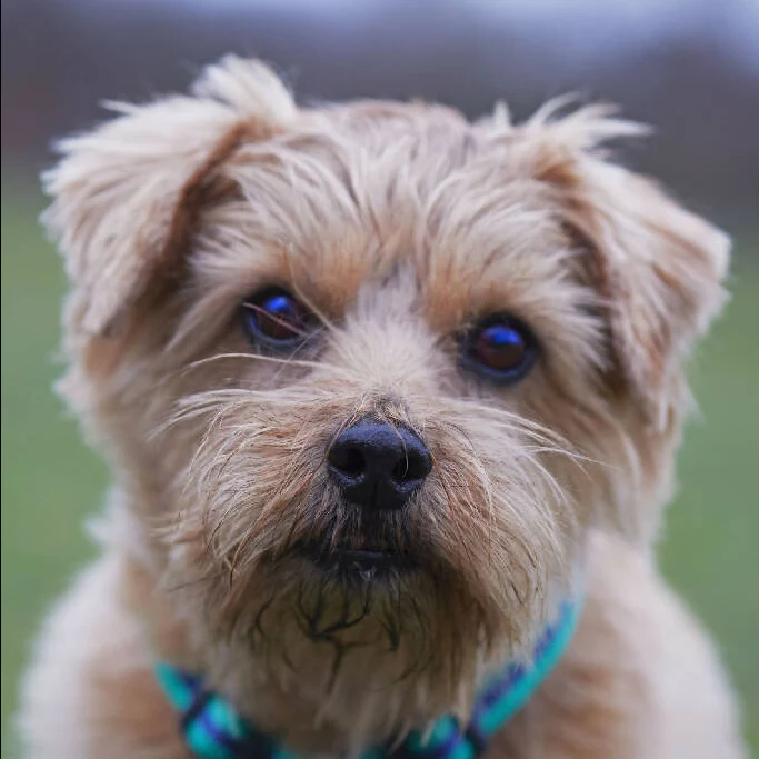 Dog Harness In Teal And Navy Stripe - sizes - SMALL - S/M - M/L - Image 5
