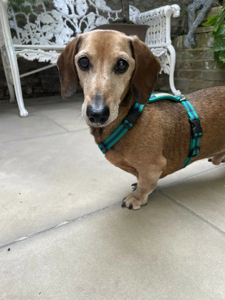 Dog Harness In Teal And Navy Stripe - sizes - SMALL - S/M - M/L - Image 7