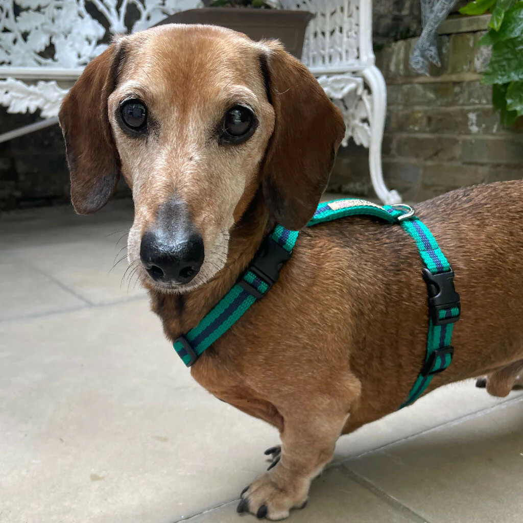 Dog Harness In Teal And Navy Stripe - sizes - SMALL - S/M - M/L - Image 8