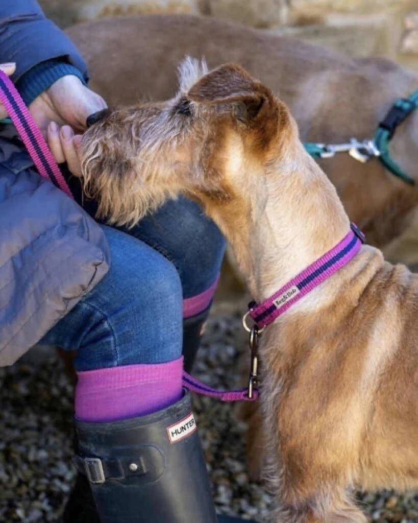Dog Lead In Pink And Navy Stripe - 2 sizes - Image 3
