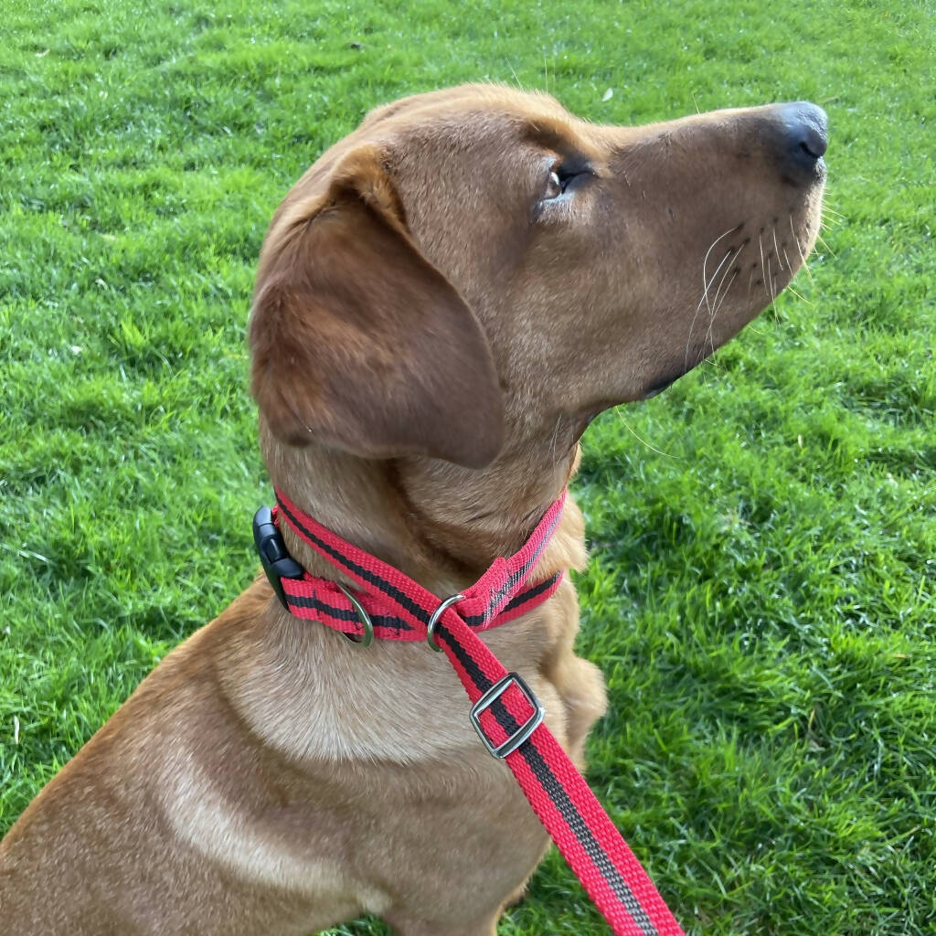 Dog Slip Lead In Red And Brown Stripe - Image 3