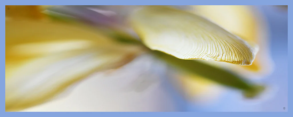Dreamy petal silk scarf - Image 5