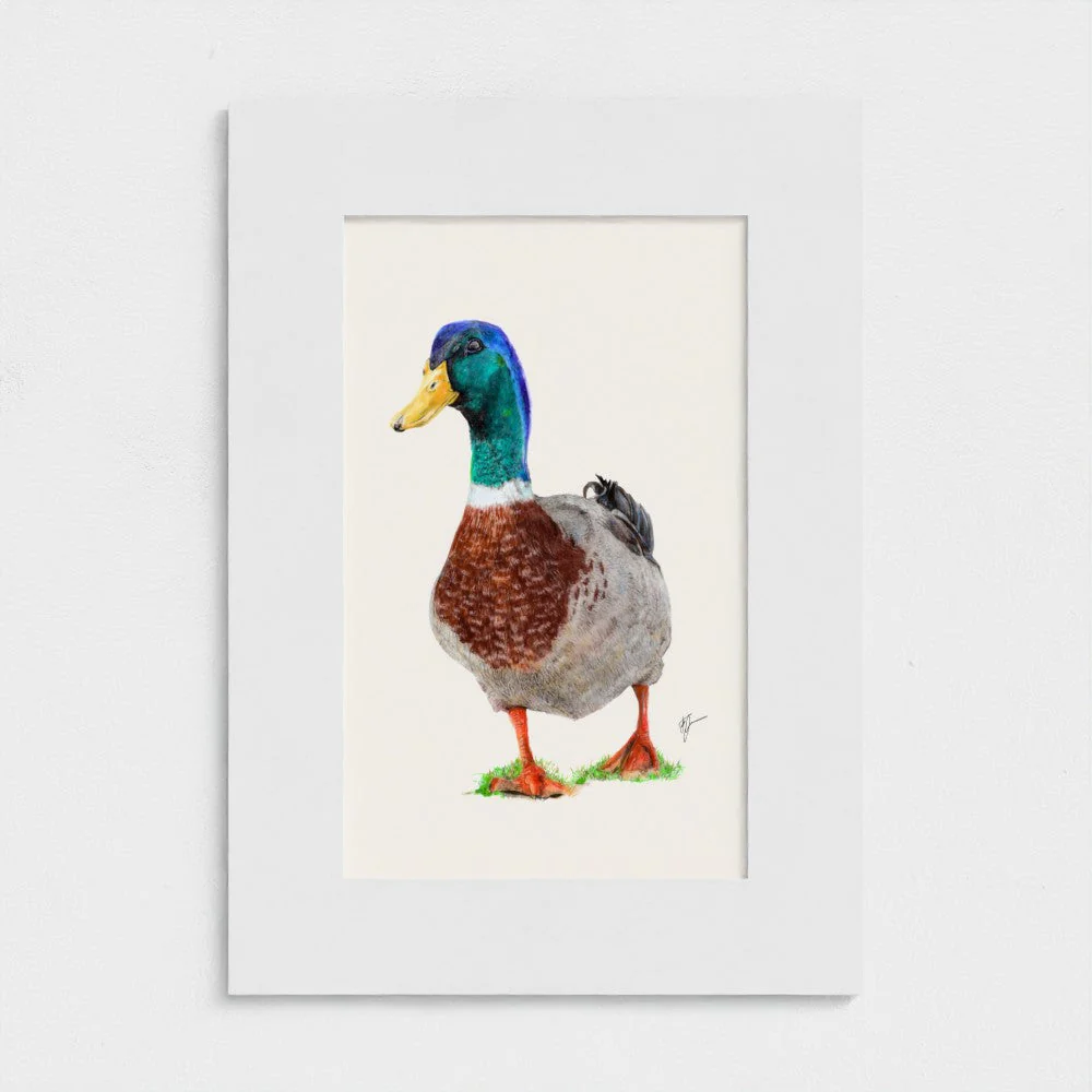 Duck Art Print | Cream Background | British Wildlife Wall Art | Open Edition - Image 2
