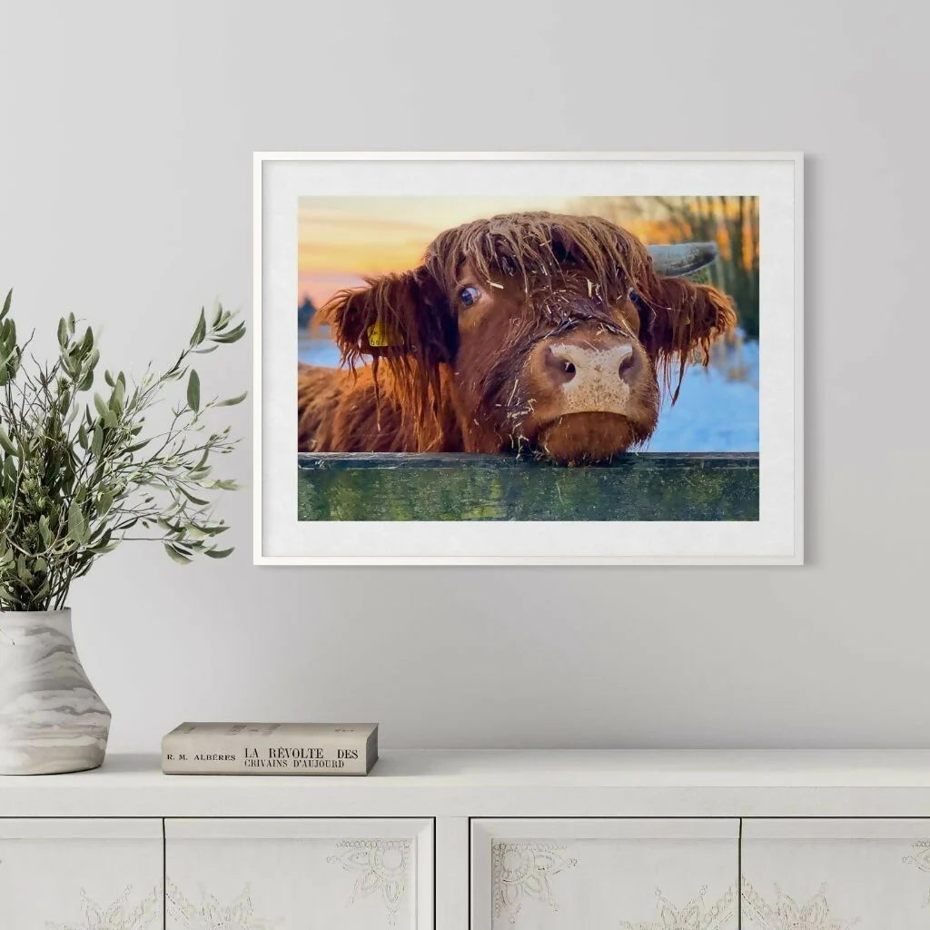 "Edward" the Highland Cow A4 Prints - CountryCollection