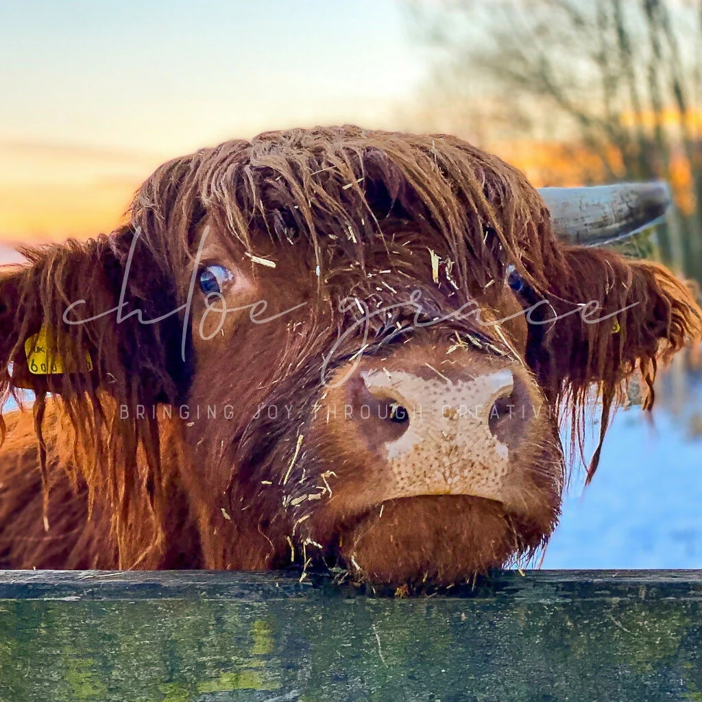"Edward" the Highland Cow A4 Prints - CountryCollection - Image 2