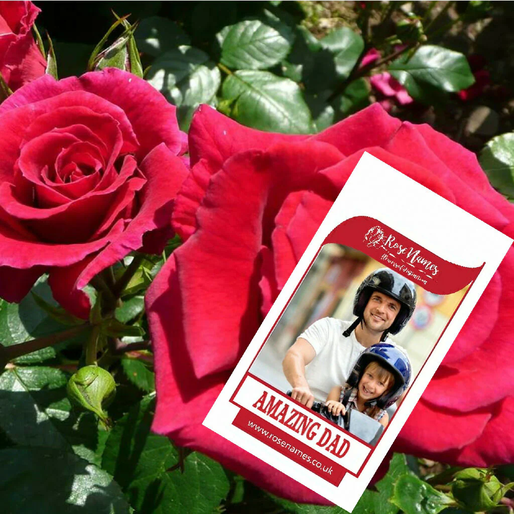 Father's Day Name your own Rose and Bottle of Red Wine - Image 3