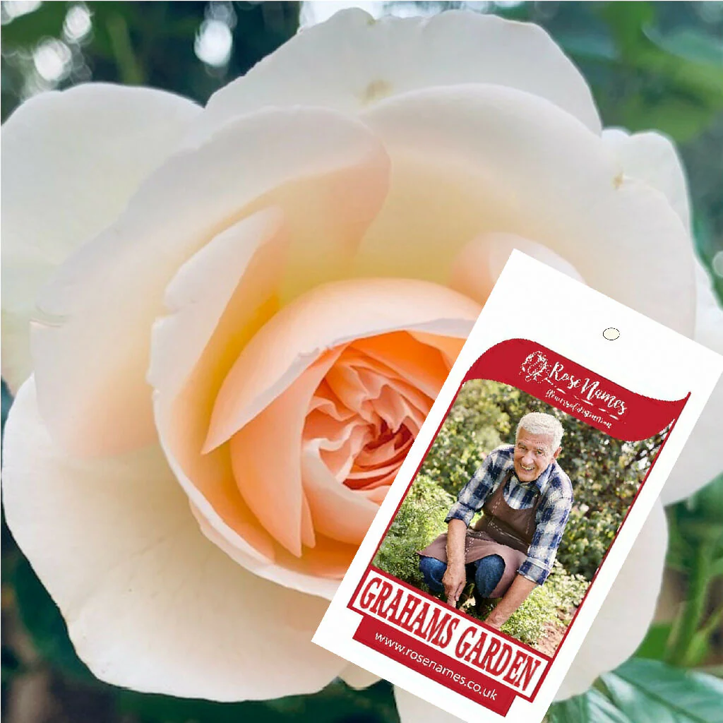 Father's Day Name your own Rose and Bottle of Red Wine - Image 6