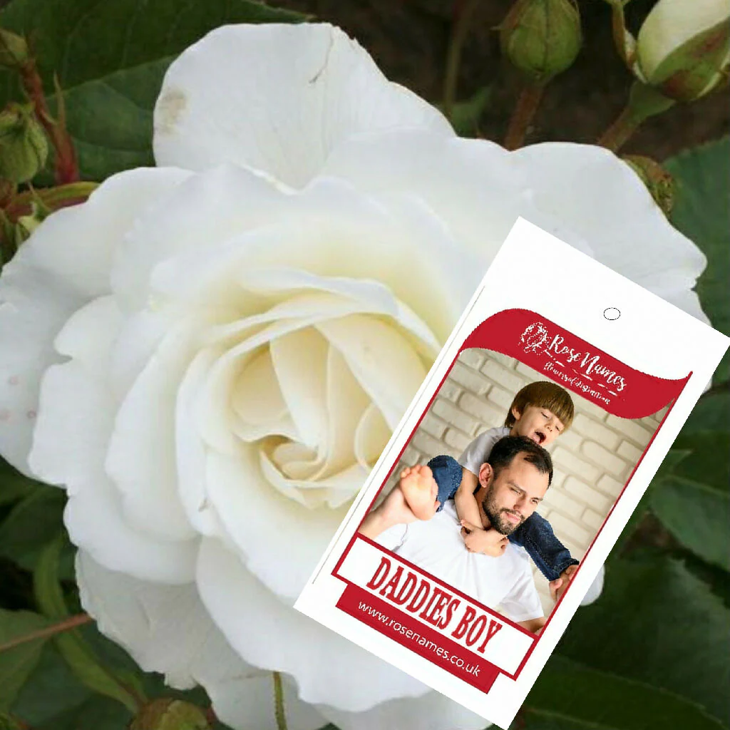 Father's Day Name your own Rose and Bottle of Red Wine - Image 7