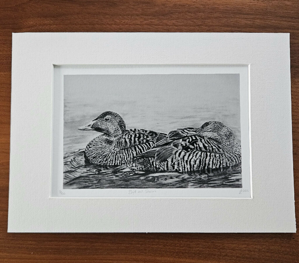 Female eider ducks print, Drift and Dream, limited edition mounted A4 size, black and white - Image 3