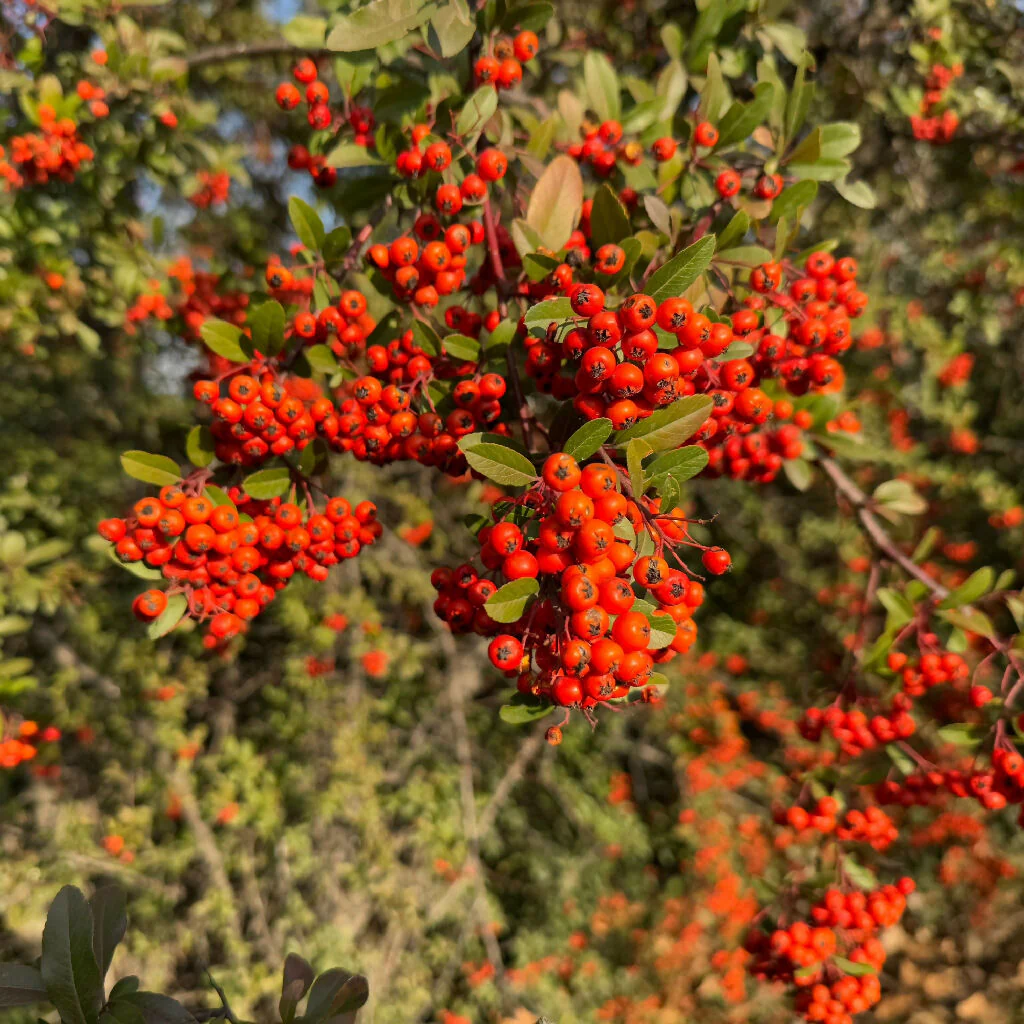 Firethorn Plants, Pyracantha 'Red Column', Full Plants in 10 Litre Pots - Image 3
