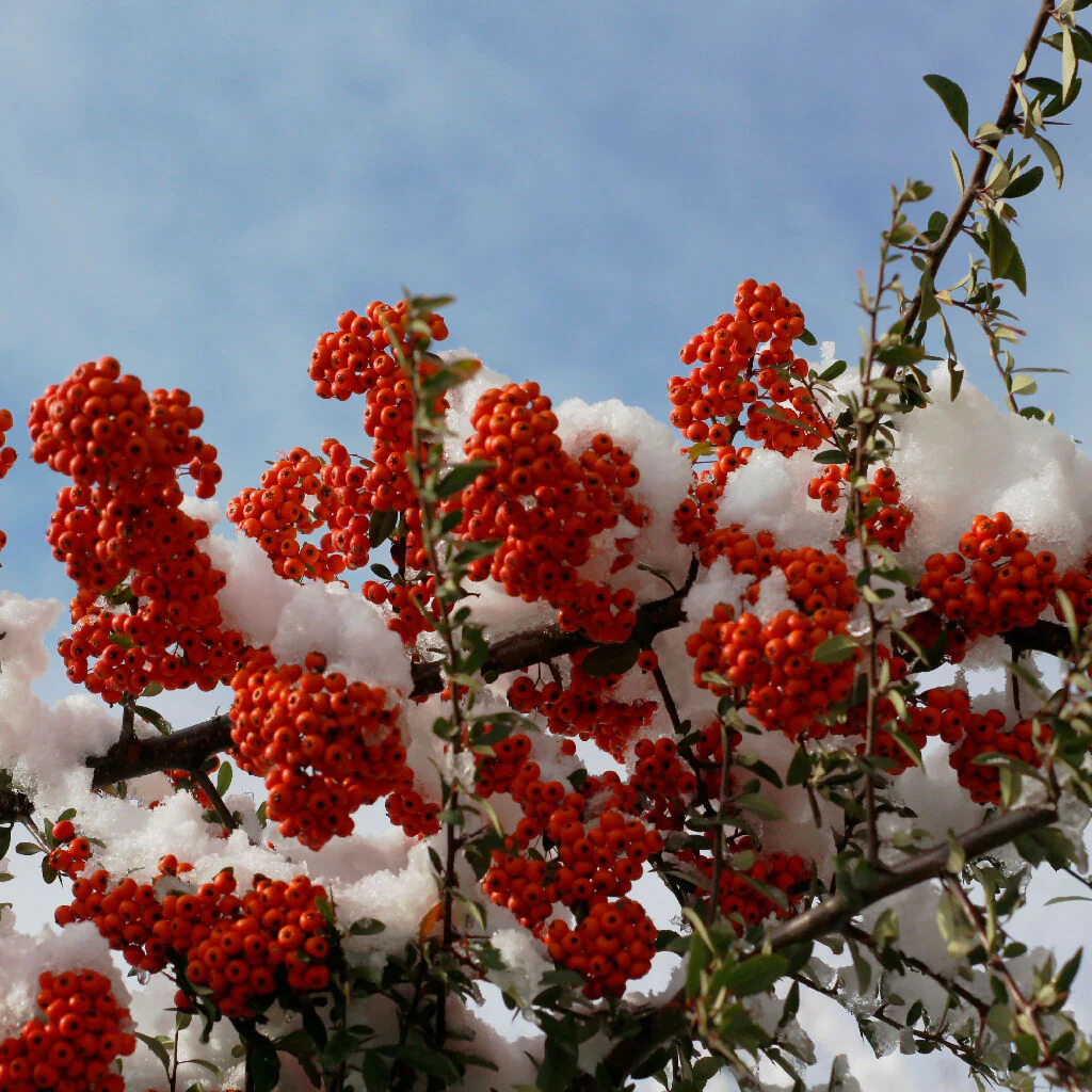 Firethorn Plants, Pyracantha 'Red Column', Full Plants in 10 Litre Pots - Image 4