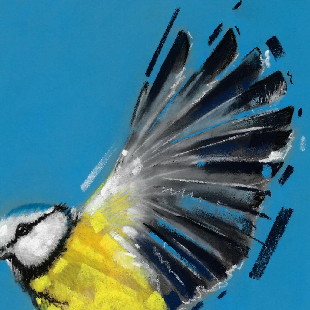Flicker in Blue Blue Tit Giclee Fine Art Print with Blue Background - Image 2