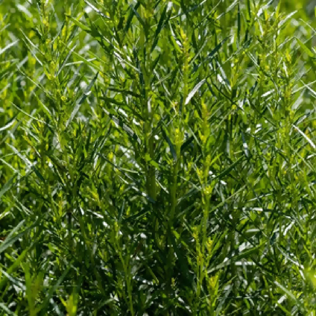 French Tarragon Plants, Full Plants in 9cm Pots - Image 4