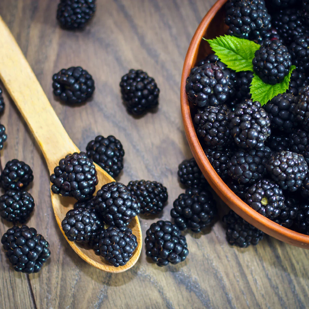 Fruit Plant 'Blackberry' Full Plants in 2 Litre Pots