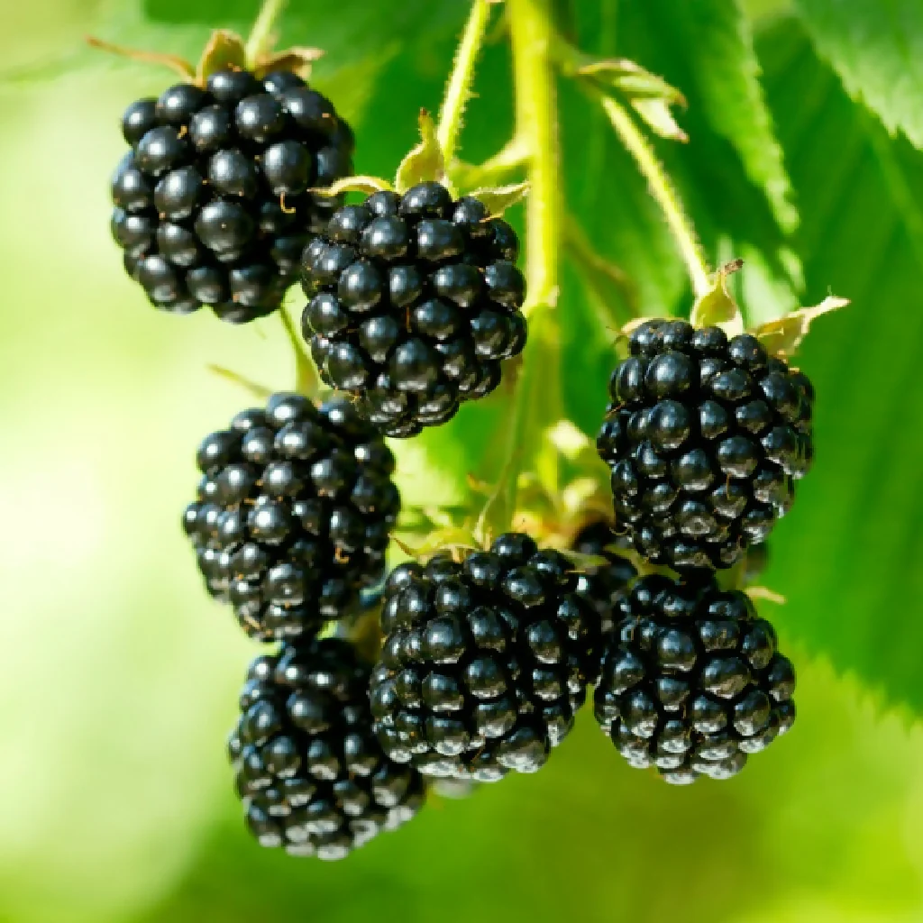 Fruit Plant 'Blackberry' Full Plants in 2 Litre Pots - Image 2