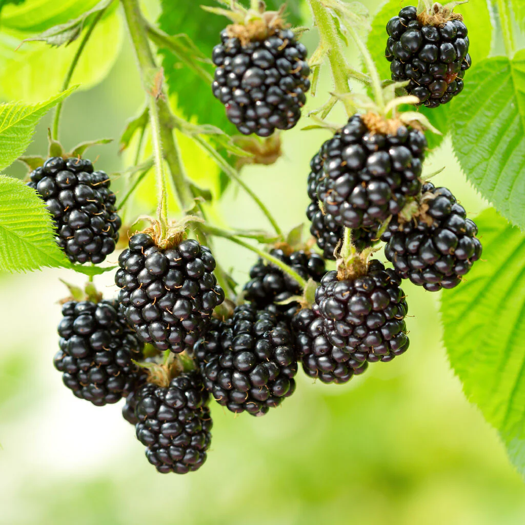 Fruit Plant 'Blackberry' Full Plants in 2 Litre Pots - Image 3