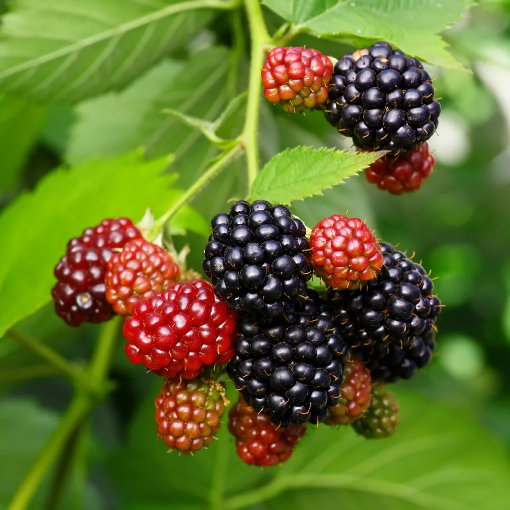 Fruit Plant 'Blackberry' Full Plants in 2 Litre Pots - Image 4
