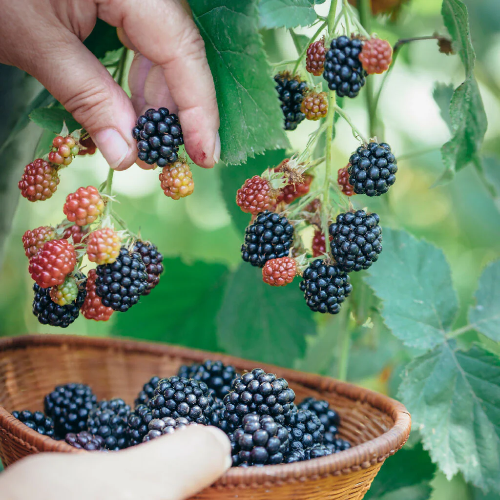Fruit Plant 'Blackberry' Full Plants in 2 Litre Pots - Image 5