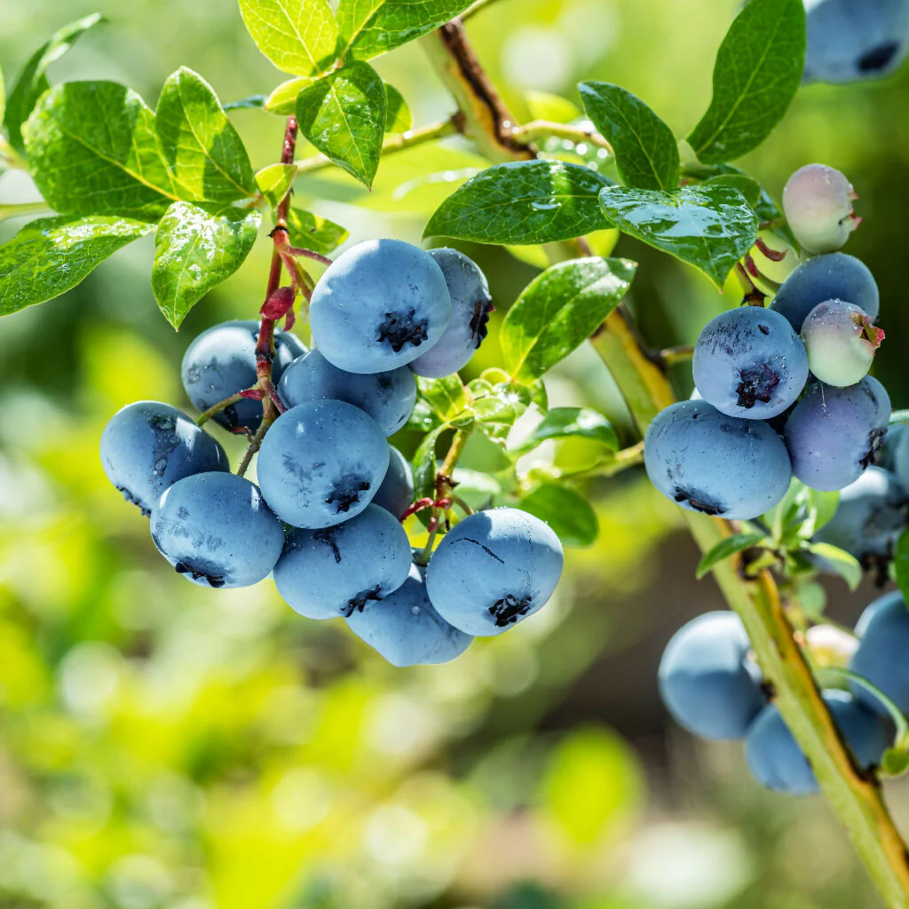 Fruit Plant 'Blueberry' Full Plants in 2 Litre Pots - Image 2
