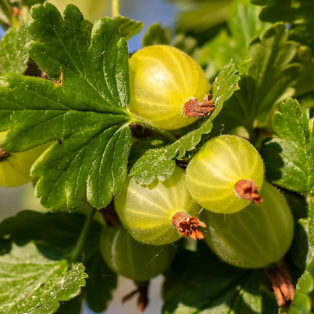 Fruit Plant 'Gooseberry Invicta' Full Plants in 3 Litre Pots
