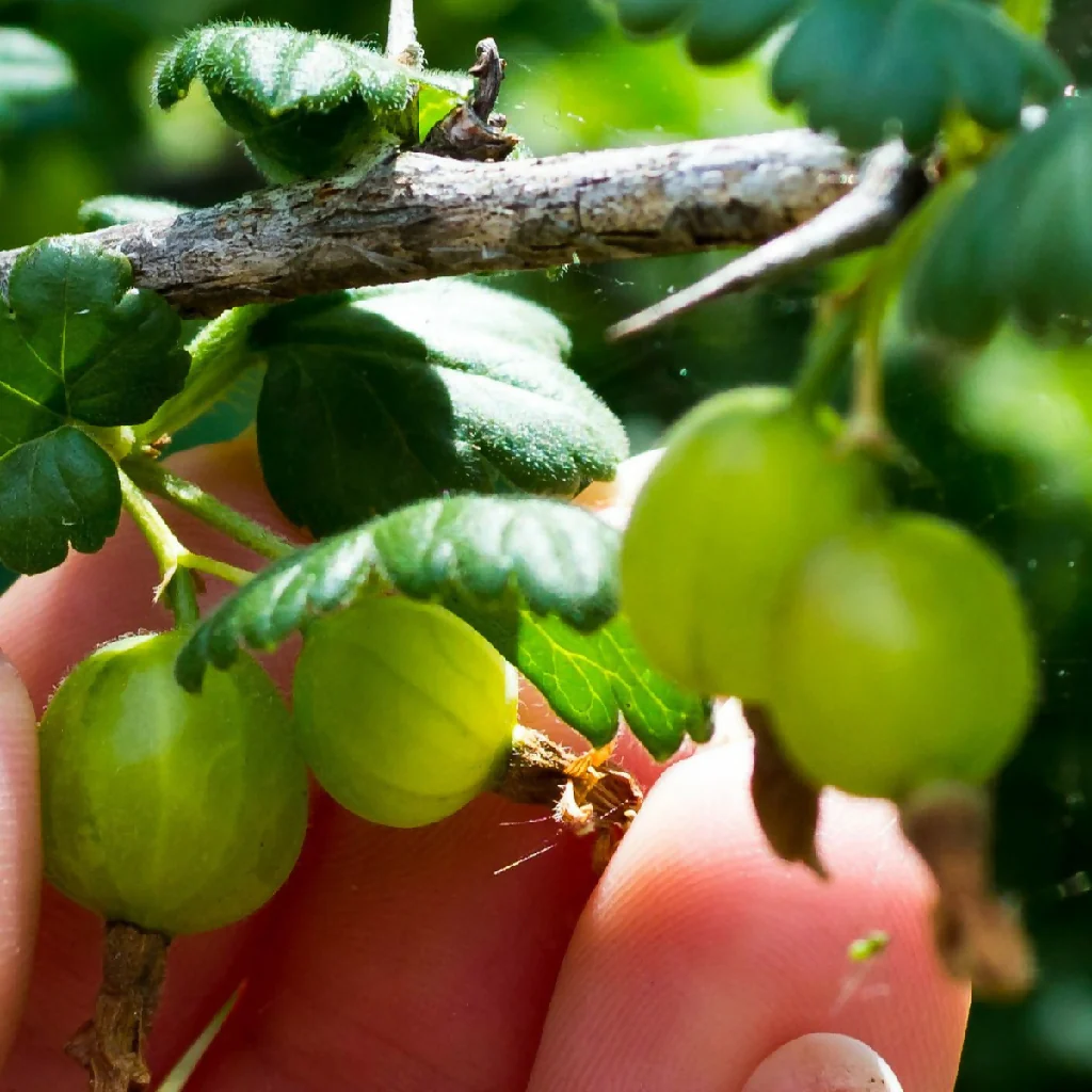 Fruit Plant 'Gooseberry Invicta' Full Plants in 3 Litre Pots - Image 2