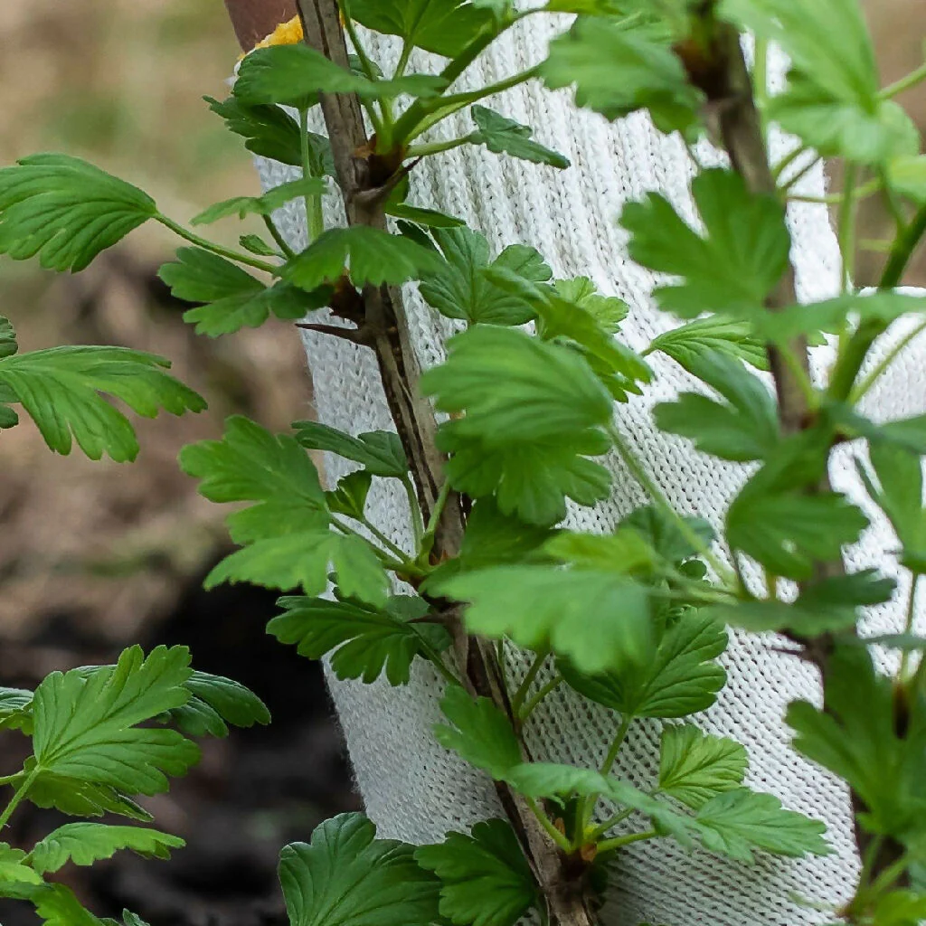 Fruit Plant 'Gooseberry Invicta' Full Plants in 3 Litre Pots - Image 3