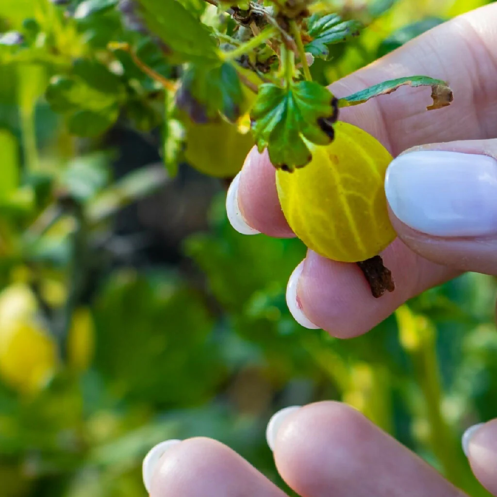 Fruit Plant 'Gooseberry Invicta' Full Plants in 3 Litre Pots - Image 4