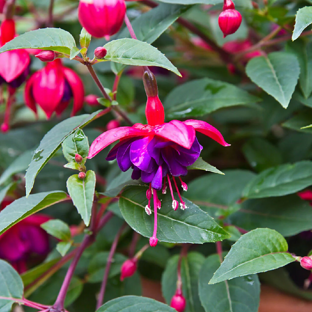 Fuchsia Plants, 'Dollar Princess', Full Plants in 3 Litre Pots - Image 2