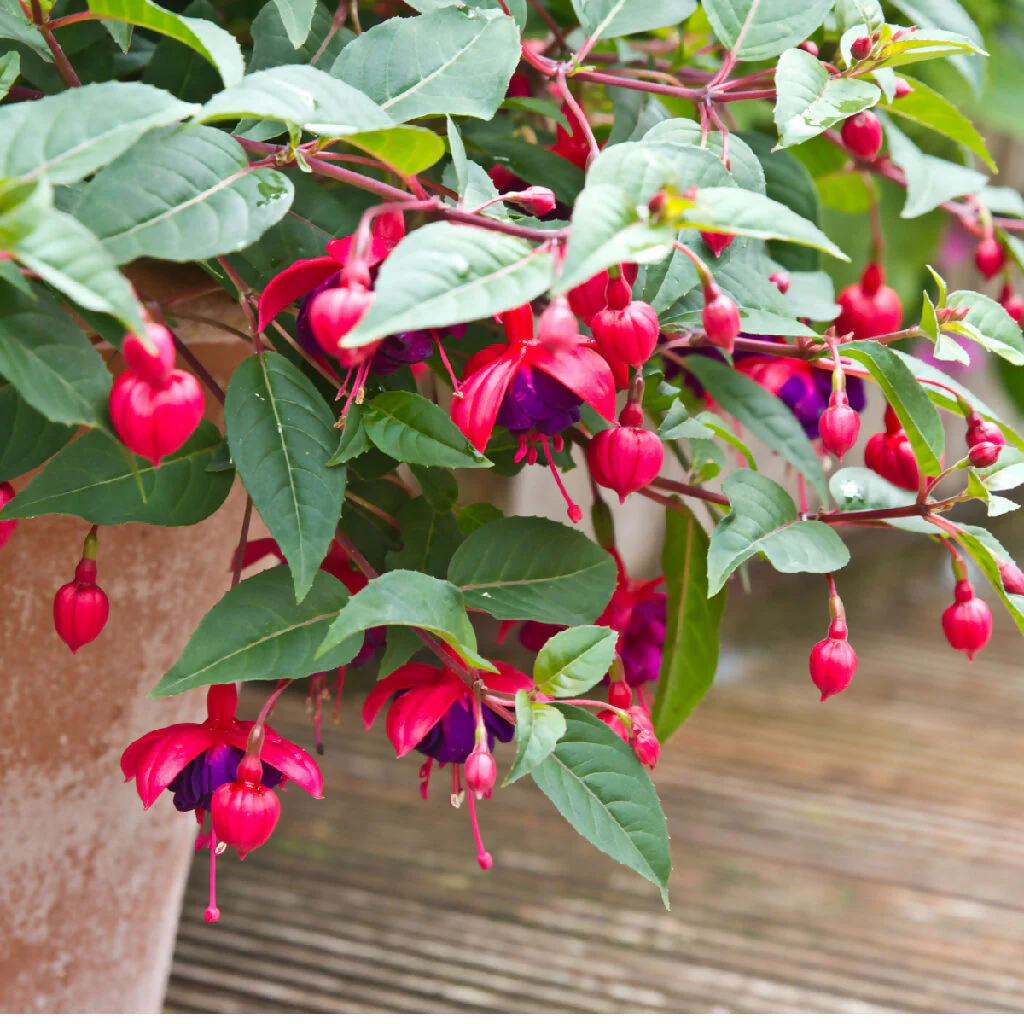 Fuchsia Plants, 'Dollar Princess', Full Plants in 3 Litre Pots - Image 3
