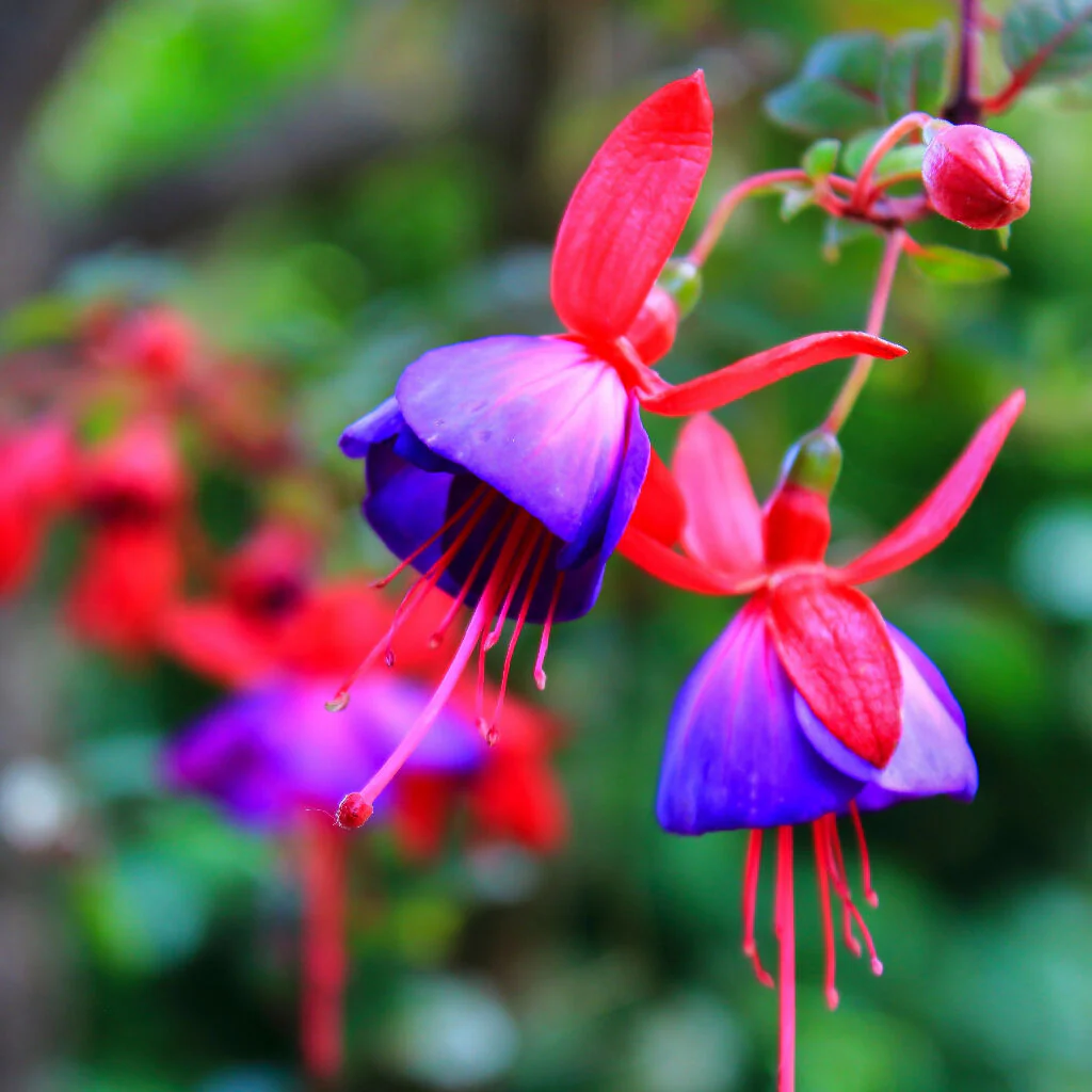 Fuchsia Plants, 'Mrs Popple', Full Plants in 3 Litre Pots - Image 2