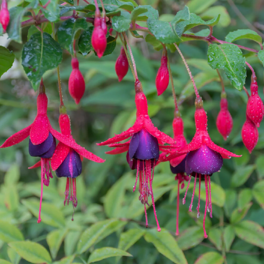 Fuchsia Plants, 'Mrs Popple', Full Plants in 3 Litre Pots - Image 3