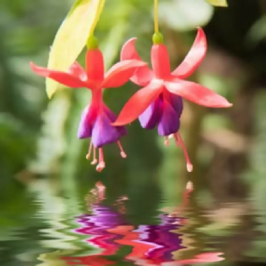 Fuchsia Plants, 'Mrs Popple', Full Plants in 3 Litre Pots - Image 4