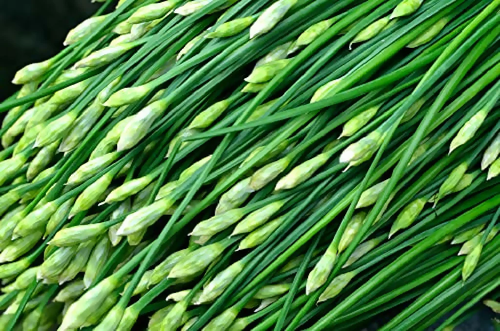 Garlic Chives Plants, Full Plants in 9cm Pots - Image 2