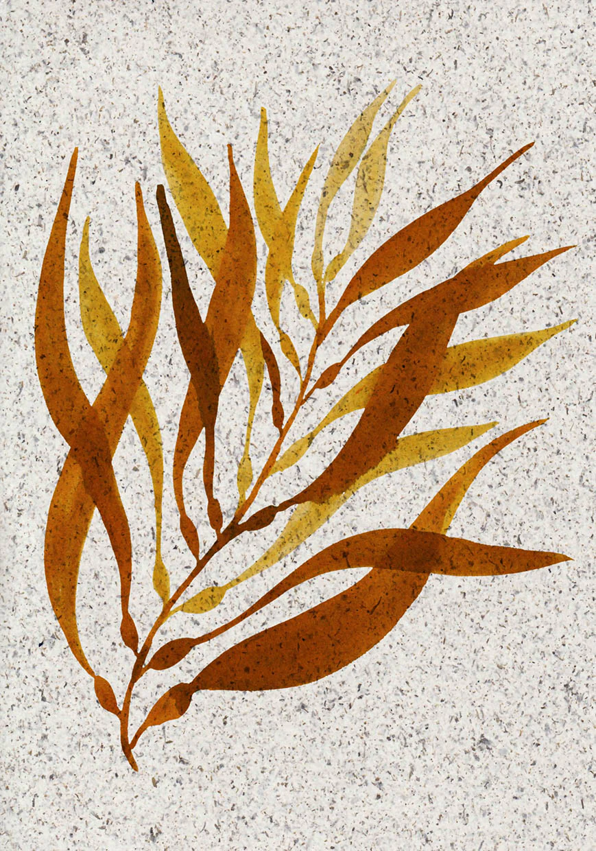 Giant Kelp Print on Seaweed Paper - Image 4