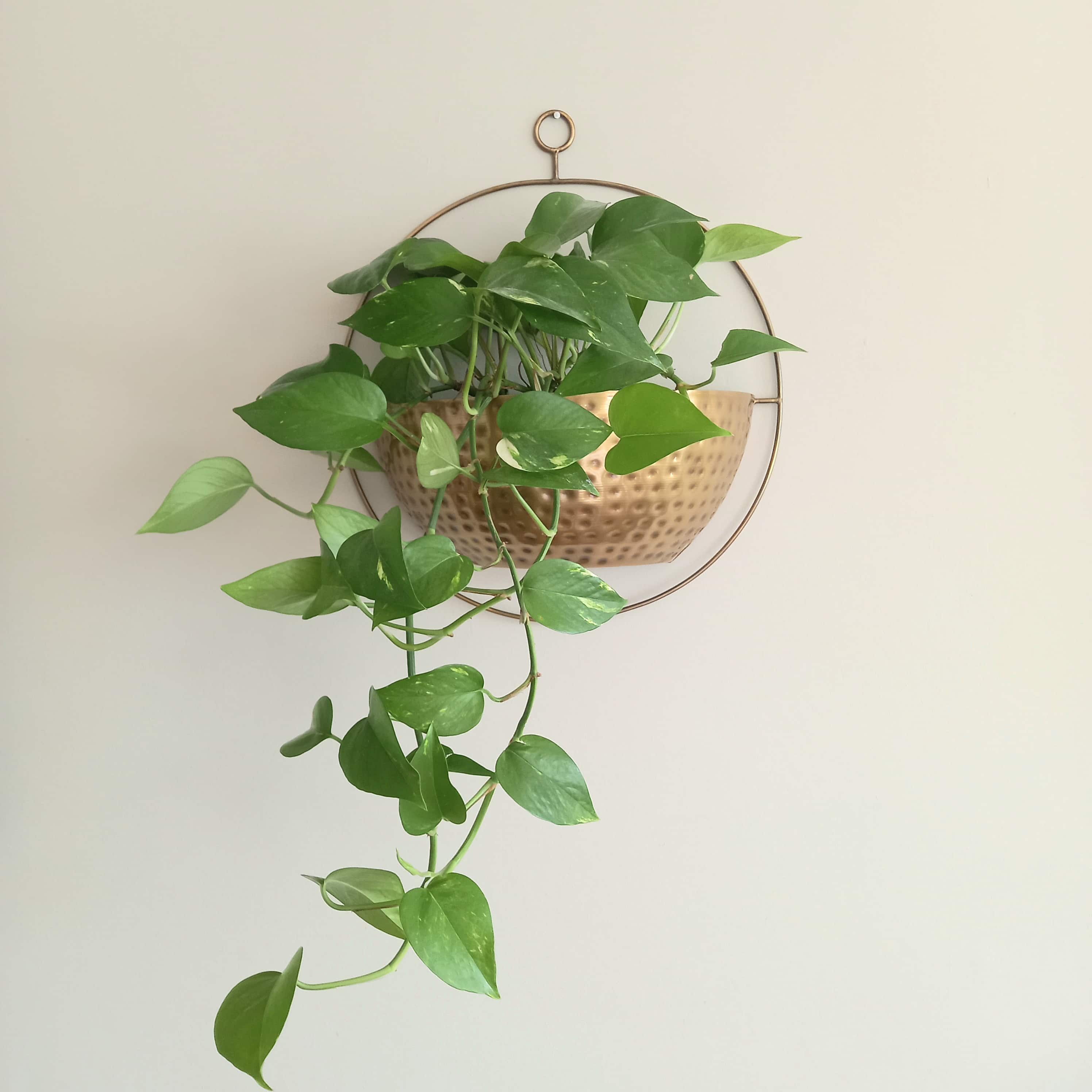 Gold Wall Planter - Image 7